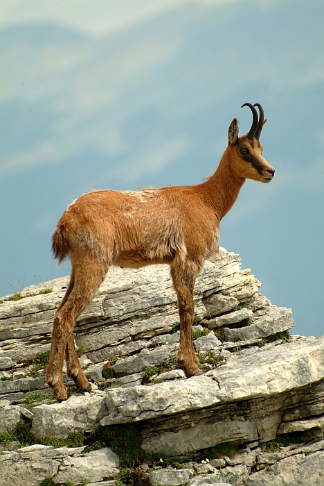 Camoscio d''Abruzzo Rupicapra pyrenaica ornata